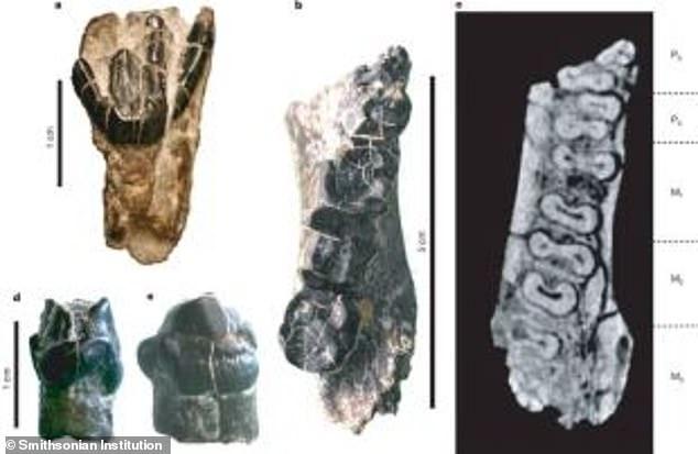 A Humanoid That Lived Six Million Years Ago Shows It Walked On All ...