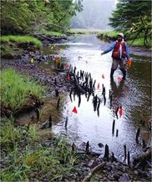 Historic fish weir