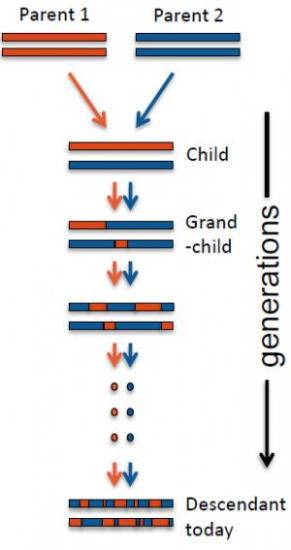 Mixedgenes